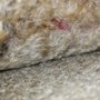 Photo of Teg's Canine Clippery
