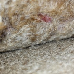 Teg's Canine Clippery