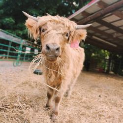 Sweet Valley Ranch - Friendly Highland Cow