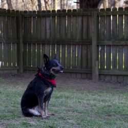 Calm K9 Training