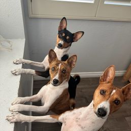 Kemet (Tri) Sachi (brindle) & Vegeta (red)