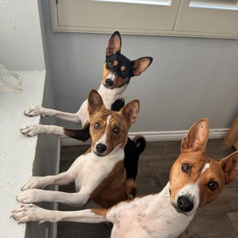 One Paw at a time - Kemet (Tri) Sachi (brindle) & Vegeta (red) - Dog Walkers Near Me - Chula Vista, California One Paw at a time - Kemet (Tri) Sachi (brindle) & Vegeta (red) - Dog Walkers Near Me - Chula Vista, California