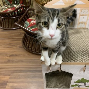 Aloha Kitty Cafe - Super friendly kitty - Pet Adoption Near Me - Kailua, Hawaii