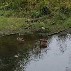 Laurel Marsh Trail - Mallard Ducks