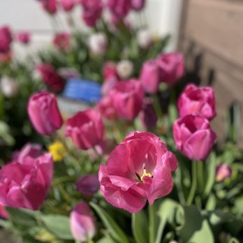 Tulipmania - Festivals Near Me - San Francisco, California Tulipmania - Festivals Near Me - San Francisco, California