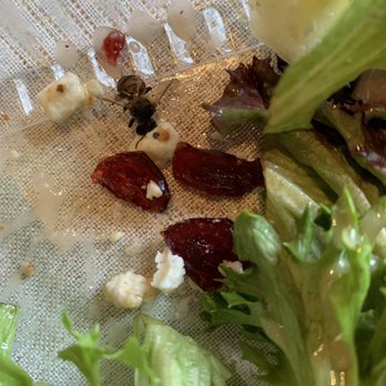 Blue Kangaroo Cafe - Bee in salad - Cafes Near Me - Barrington, Rhode Island