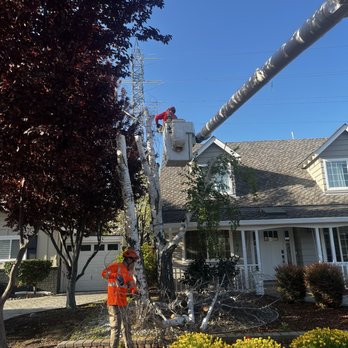 Tree65 Tree Care - Cutting down neighbors trees - Tree Services Near Me