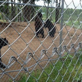 Oswald's Bear Ranch - These two yearlings were play fighting! - Zoos Near Me - Newberry, Michigan