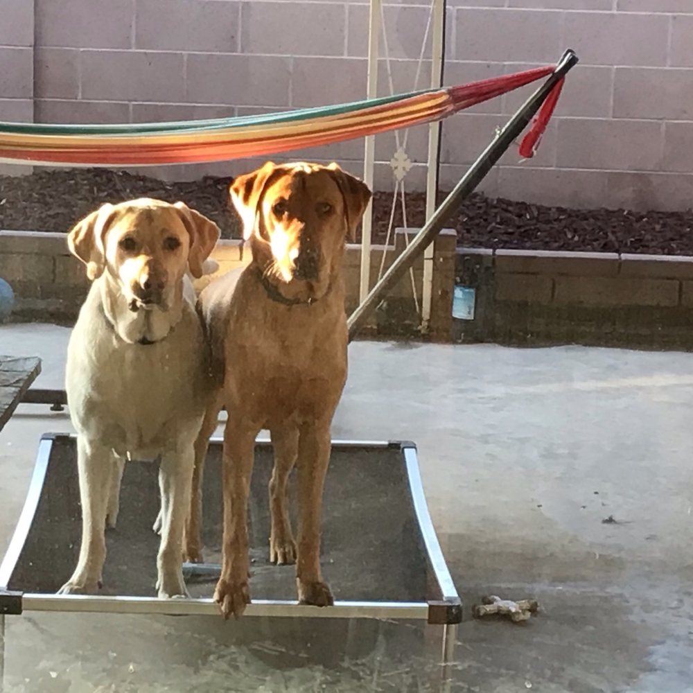 Wag Hotels - Carson - Pet Training Near Me - Carson, California Wag Hotels - Carson - Pet Training Near Me - Carson, California