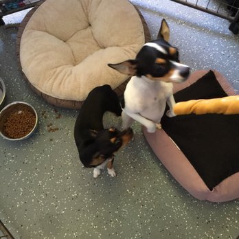 Paw Palace - Pet Training Near Me - Lynwood, Illinois Paw Palace - Pet Training Near Me - Lynwood, Illinois
