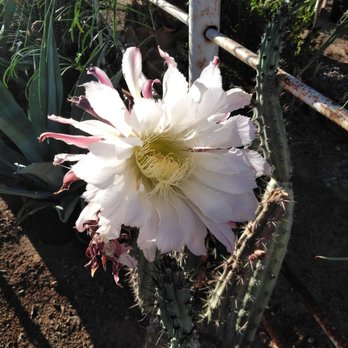 Elgin Nursery & Tree Farm - Nurseries & Gardening Near Me - Phoenix, Arizona Elgin Nursery & Tree Farm - Nurseries & Gardening Near Me - Phoenix, Arizona