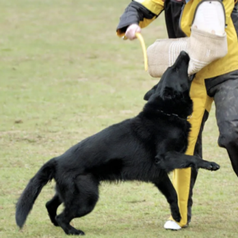 OAKLEY Kennels - Pet Breeders Near Me OAKLEY Kennels - Pet Breeders Near Me