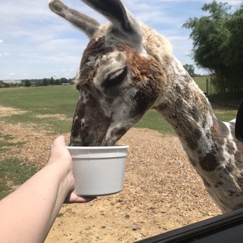 Tennessee Safari Park - Parks Near Me - Alamo, Tennessee