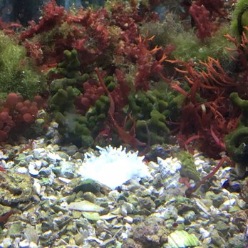 Tropicorium Mini-Reef - Awesome coraly - Pet Stores Near Me - Romulus, Michigan