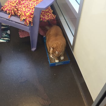Peninsula Humane Society & SPCA - Animal Shelters Near Me - Burlingame, California Peninsula Humane Society & SPCA - Animal Shelters Near Me - Burlingame, California
