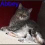Photo of All 4 Paws Animal Hospital