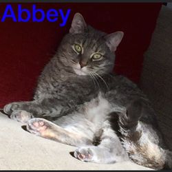All 4 Paws Animal Hospital - Abbey