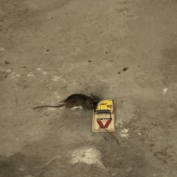 Overlook at Flanders - MICE IN THE GARAGES - Apartments Near Me - Flanders, New Jersey Overlook at Flanders - MICE IN THE GARAGES - Apartments Near Me - Flanders, New Jersey