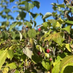 Raspberries Raspberries