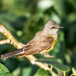 The Wild Animal Sanctuary - Western Kingbird