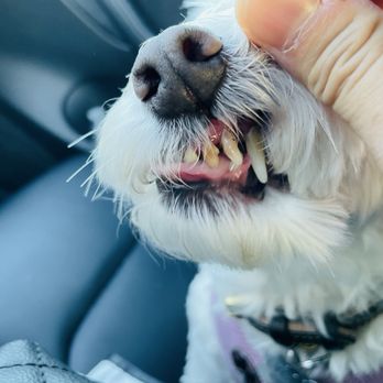 MexiVet Express - Before- rotten teeth - Veterinarians Near Me MexiVet Express - Before- rotten teeth - Veterinarians Near Me