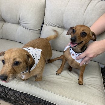 Wag's Pet Grooming - Pet Groomers Near Me - Jacksonville, Florida