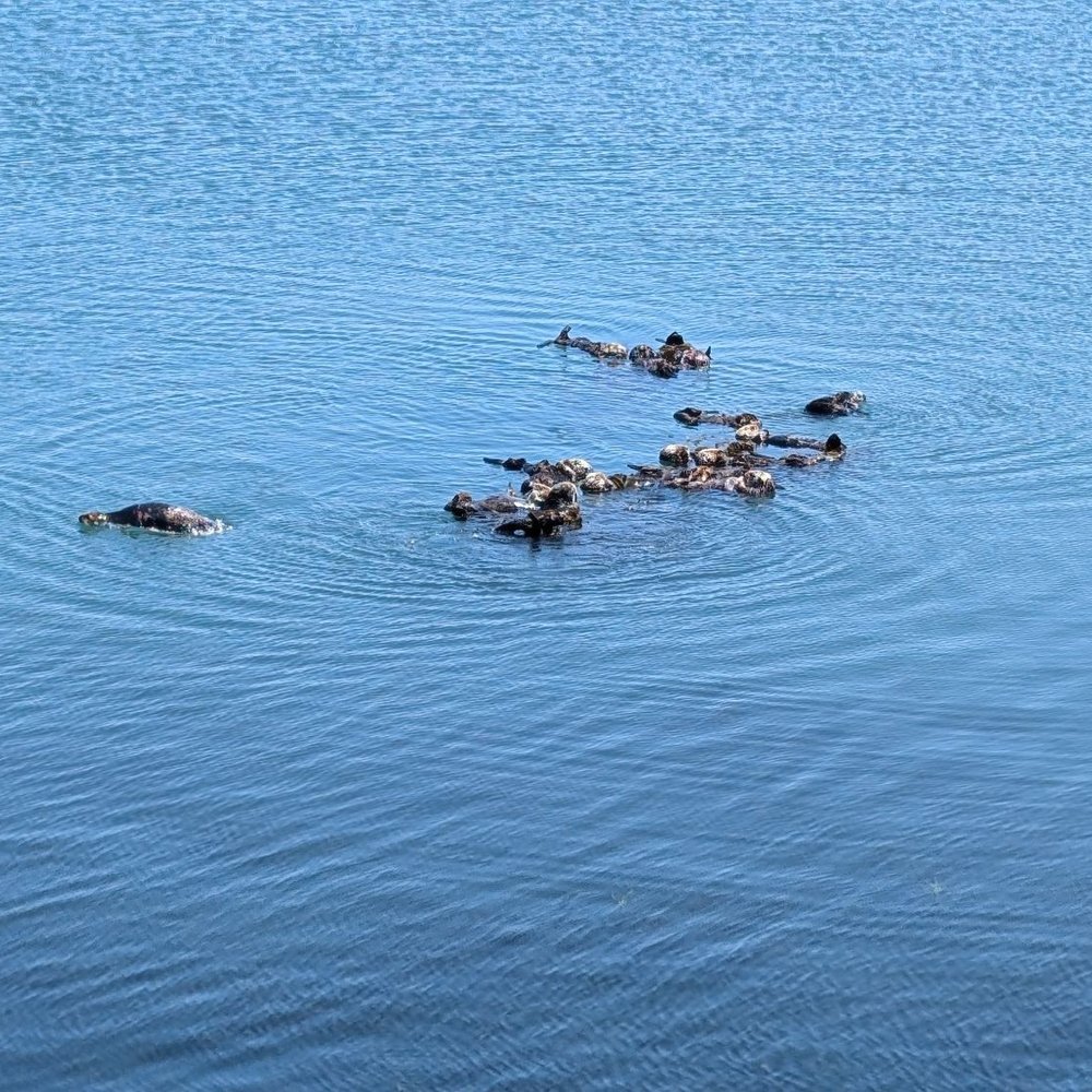 Cal Coast Adventures - Raft of otters. - Bike Rentals Near Me - Morro Bay, California