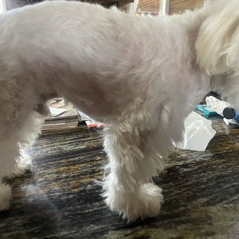 Pet Supplies Plus Thornton - Pet Groomers Near Me - Thornton, Colorado Pet Supplies Plus Thornton - Pet Groomers Near Me - Thornton, Colorado