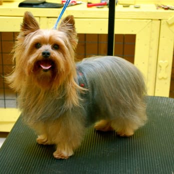 Paw Prints Grooming Salon - Pet Groomers Near Me - Vancouver, British Columbia Paw Prints Grooming Salon - Pet Groomers Near Me - Vancouver, British Columbia