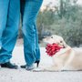 Photo of Desert Labrador Retriever Rescue