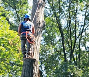 ARBORTECH TREE SERVICES - Updated June 2026 - 19 Photos - 23 Paridon St ...