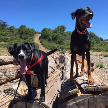Canine Centric - Pet Training Near Me