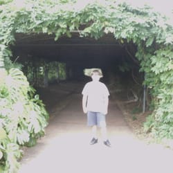 Buttenshaw Park - the vine tunnel