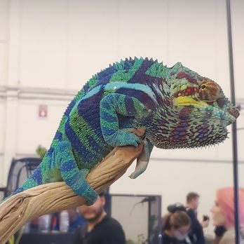 Reptile Realms - San Mateo - Chameleon - Reptile Shops Near Me - San Mateo, California Reptile Realms - San Mateo - Chameleon - Reptile Shops Near Me - San Mateo, California