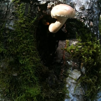 Brandywine Falls Provincial Park - many mushrooms in the fall (Oct) - Parks Near Me