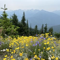 Hurricane Hill Trailhead - Wildflowers