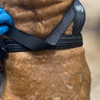 The Med Spaw - Veterinarians Near Me - Las Vegas, Nevada
