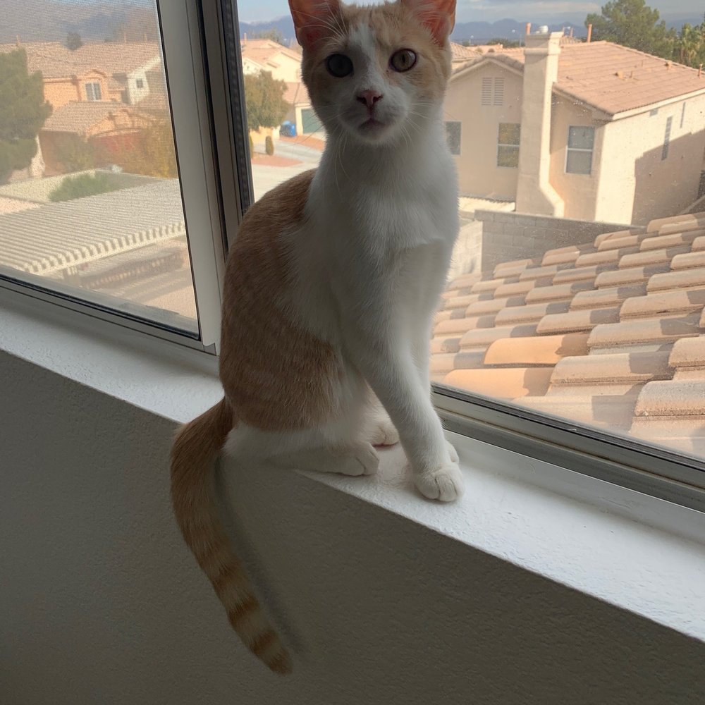 Silverstate Locksmith - One of the happy kittens! - Keys & Locksmiths Near Me - Las Vegas, Nevada