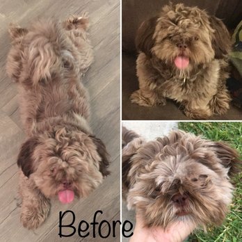 AAA K-9 Mobile Grooming - Pet Groomers Near Me AAA K-9 Mobile Grooming - Pet Groomers Near Me