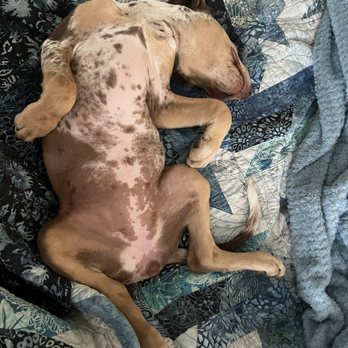 DogSpot - Don't wake me! - Pet Training Near Me - Oceanside, California DogSpot - Don't wake me! - Pet Training Near Me - Oceanside, California