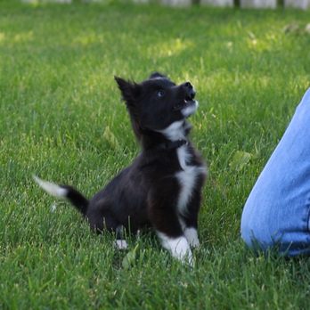 Lost Creek Training Academy & Boarding School - We train dogs of all ages! - Pet Training Near Me - Kearney, Nebraska Lost Creek Training Academy & Boarding School - We train dogs of all ages! - Pet Training Near Me - Kearney, Nebraska