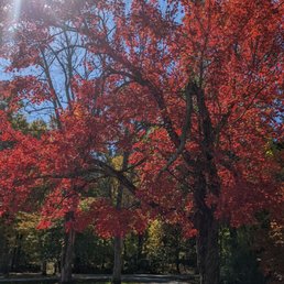 Gorgeous red leaves at the parking lot Gorgeous red leaves at the parking lot