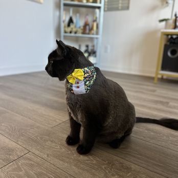 Tiny Lion Grooming - Pet Groomers Near Me Tiny Lion Grooming - Pet Groomers Near Me