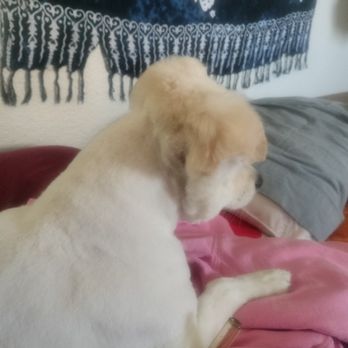 Kristi's Pet Grooming - Pet Groomers Near Me - Reno, Nevada