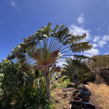 Maui Dragon Fruit Farm - Fruits & Veggies Near Me - Lahaina, Hawaii Maui Dragon Fruit Farm - Fruits & Veggies Near Me - Lahaina, Hawaii