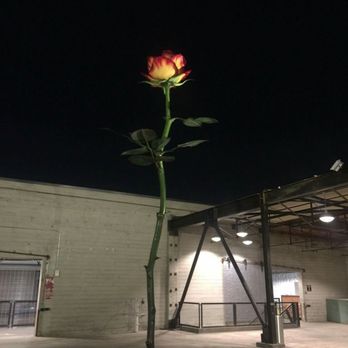 Manuela - Rose sculpture visible from Manuela - New American Near Me - Los Angeles, California