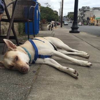 Nye Beach Cafe - Dog friendly outdoor seating! - Cafes Near Me - Newport, Oregon Nye Beach Cafe - Dog friendly outdoor seating! - Cafes Near Me - Newport, Oregon