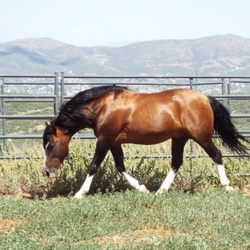 Proven Spots Ranch - Recuerdo imported Chilean horse