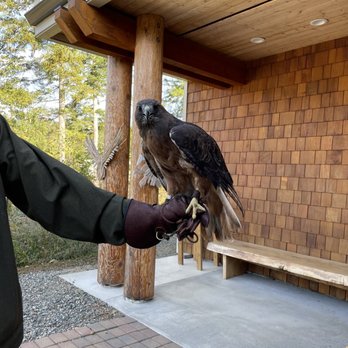 MARS Wildlife Rescue Centre - Red tailed hawk - Animal Shelters Near Me - Merville, British Columbia