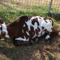 Knightongale Farms